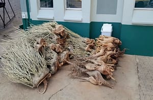 Youth uncover the hidden crisis of plant poaching in Namibia