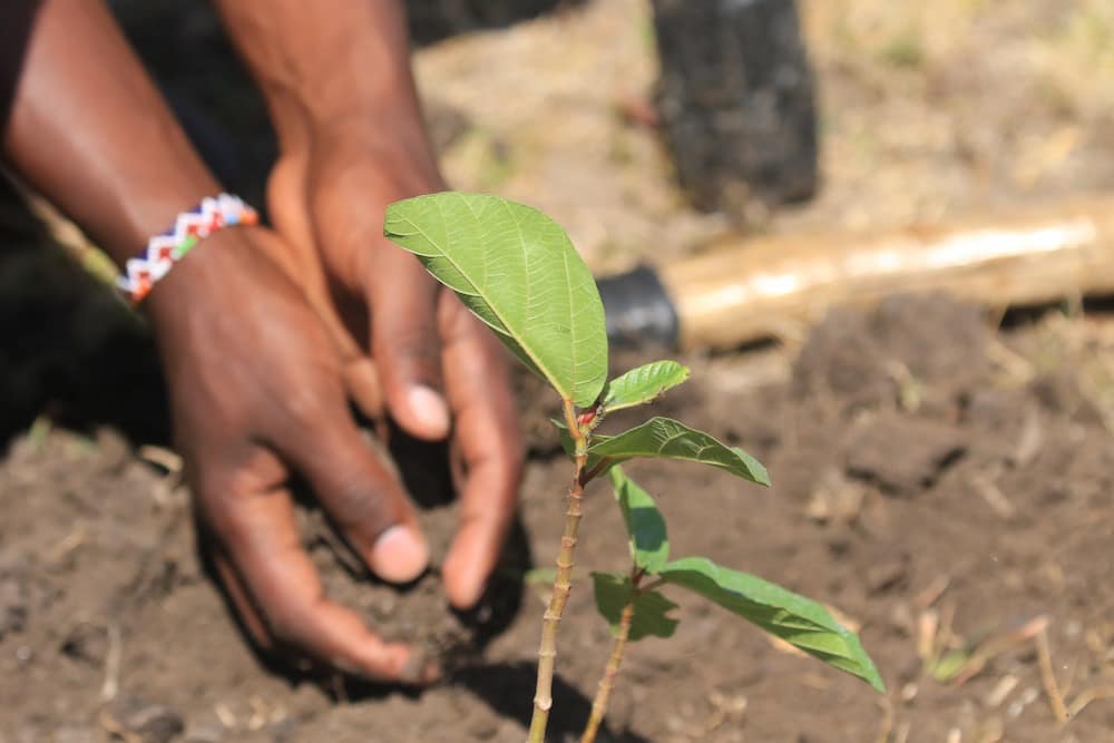 Someone planting a seedling