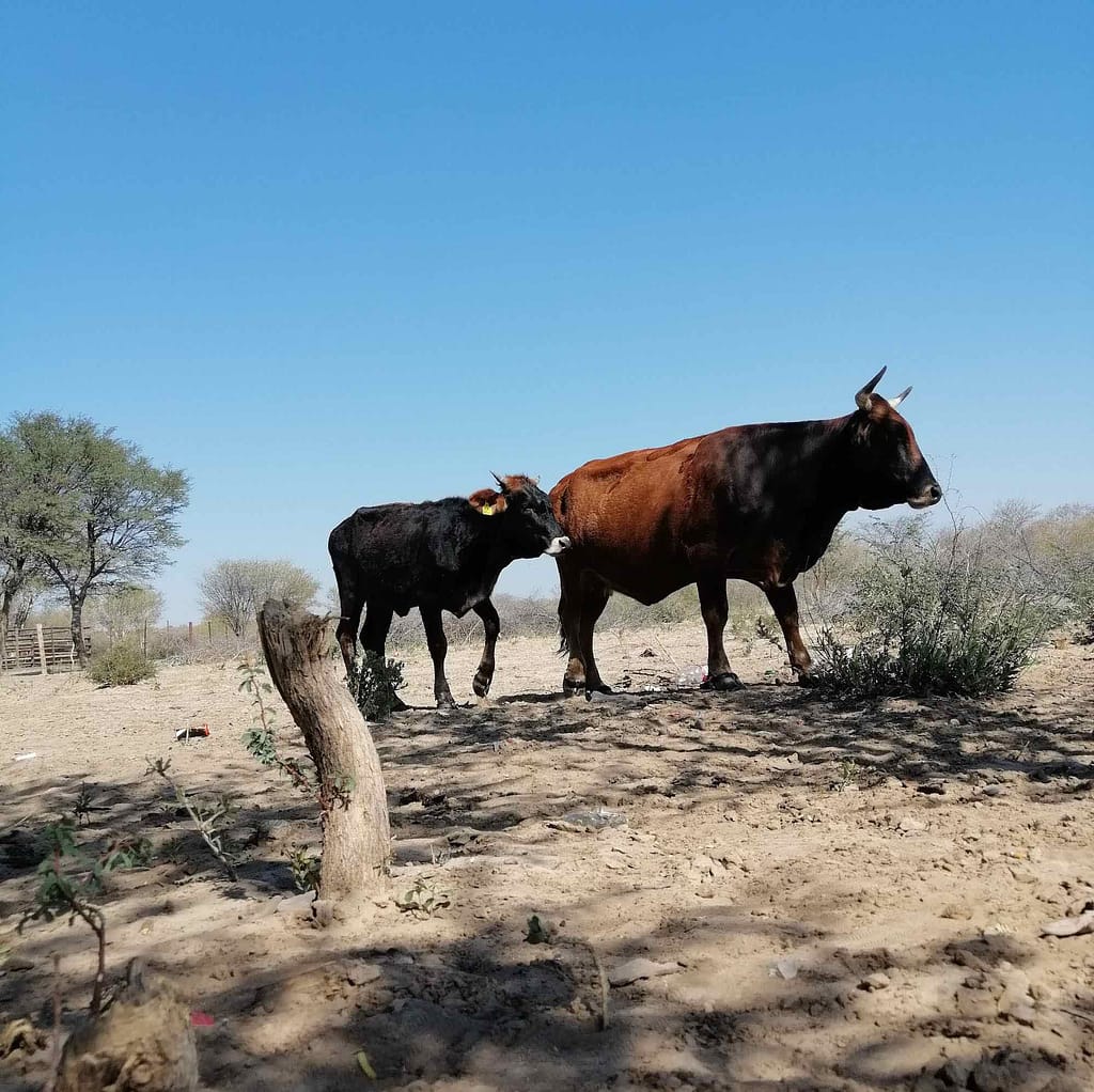 Two cows.