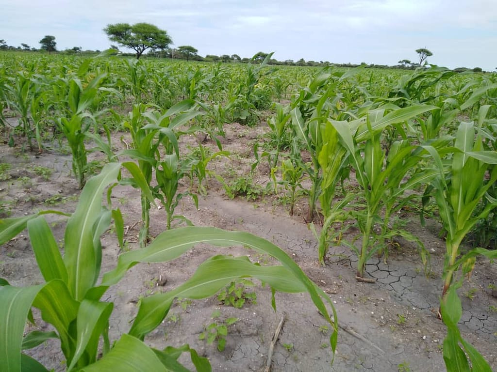 Green crop field.