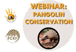 Upcoming Webinar: Pangolin Conservation