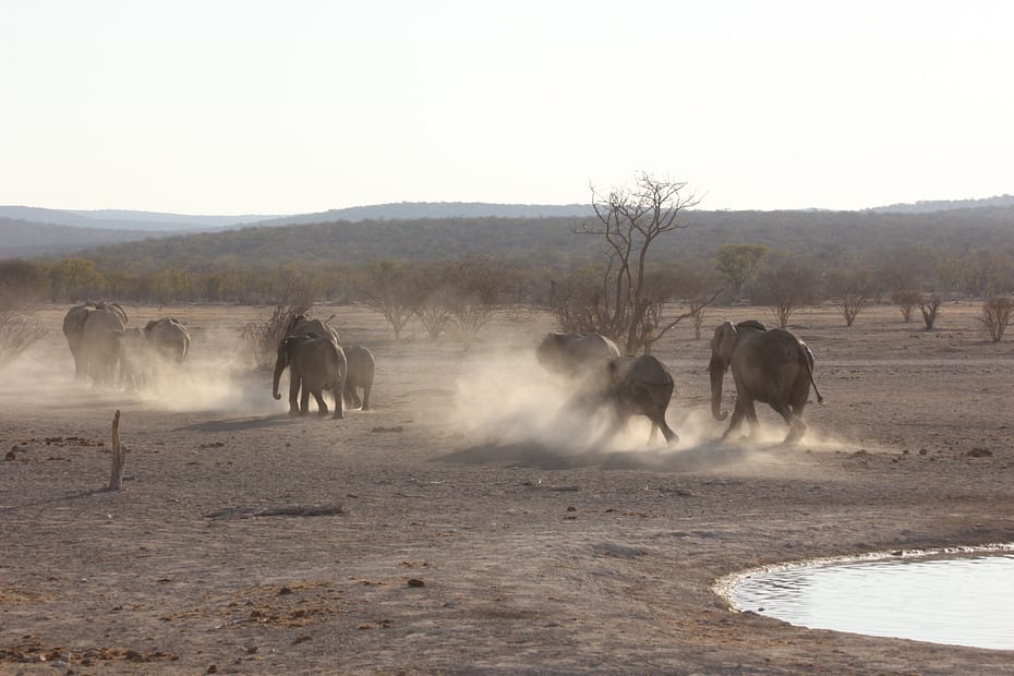 Elephants walking away from a waterhole