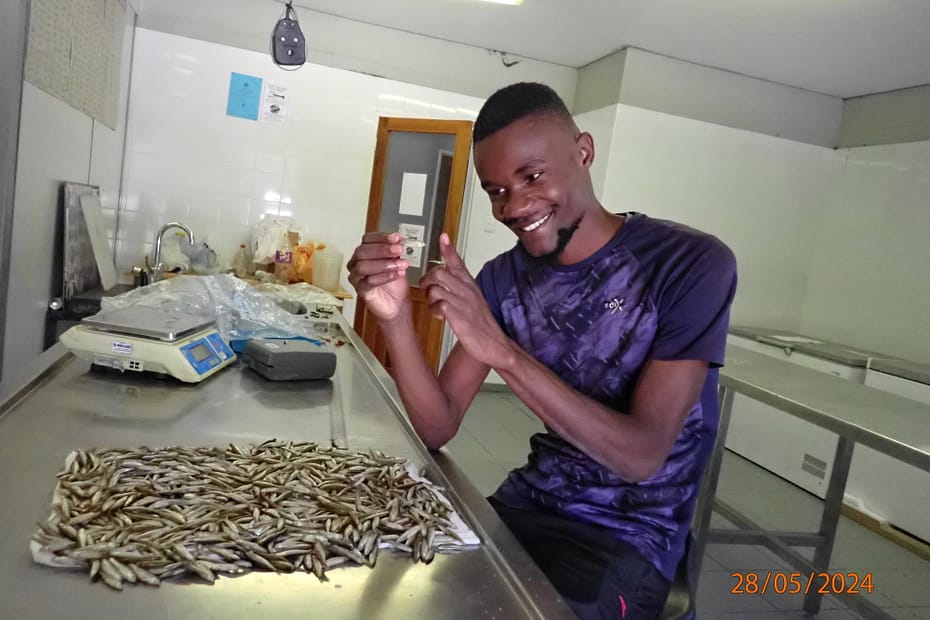 Man measuring small fish in a lab