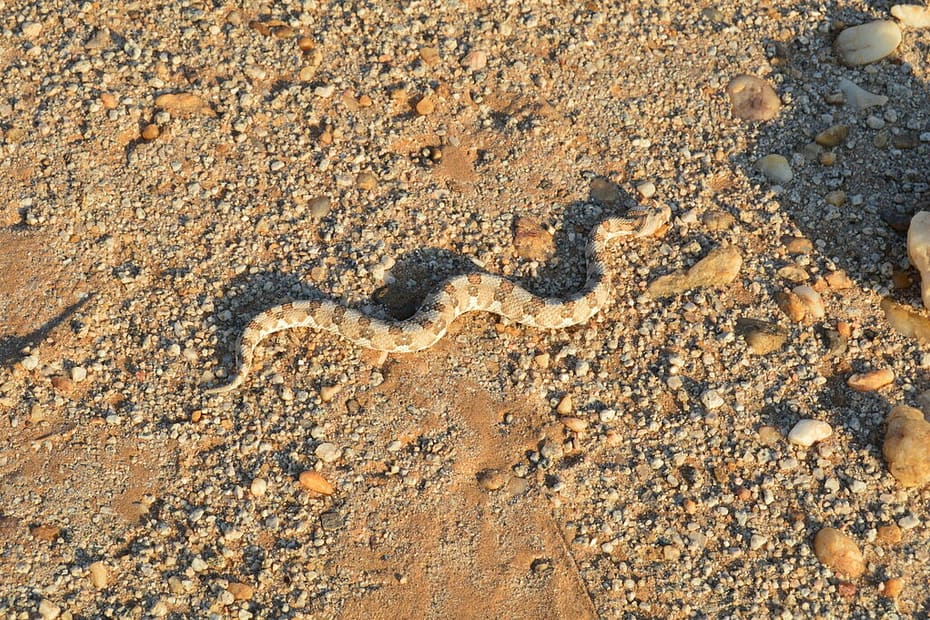 A horned adder